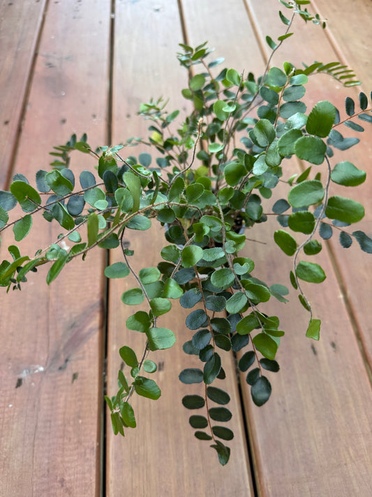 4” Button Fern