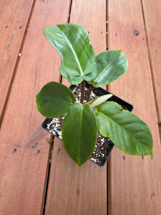 4” Philodendron Squamifernum