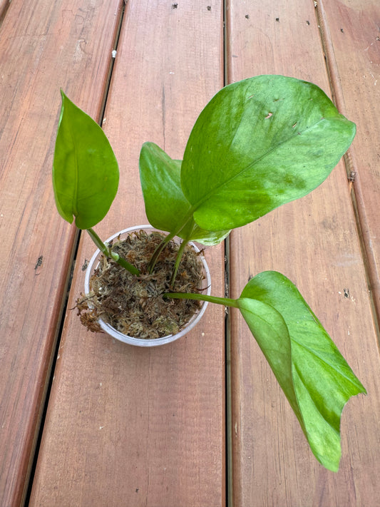 4" Jessenia Pothos