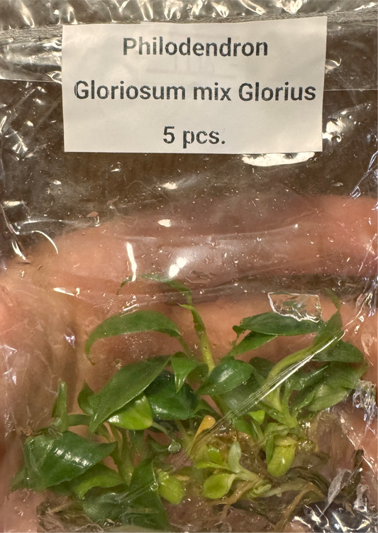 Philodendron Gloriosum/Glorious Mix - 5 Pack