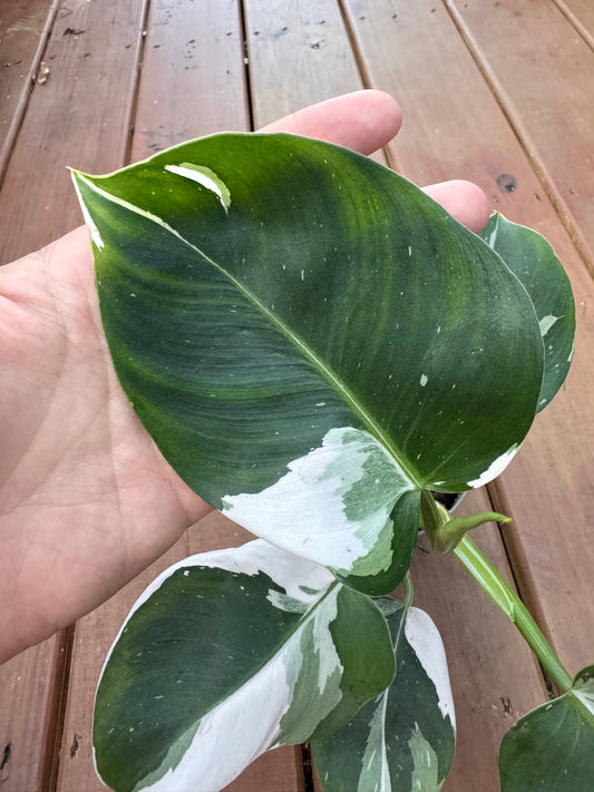 5” White Wizard Philodendron