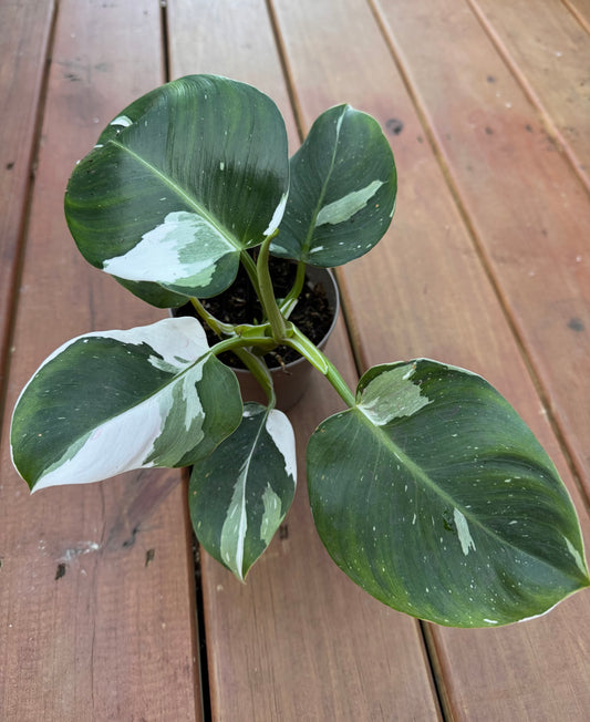 5” White Wizard Philodendron