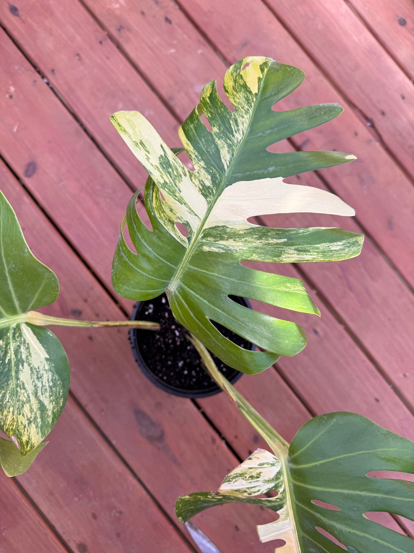 Large Monstera Aurea In A 1 Gallon Pot - LOCAL PICKUP ONLY