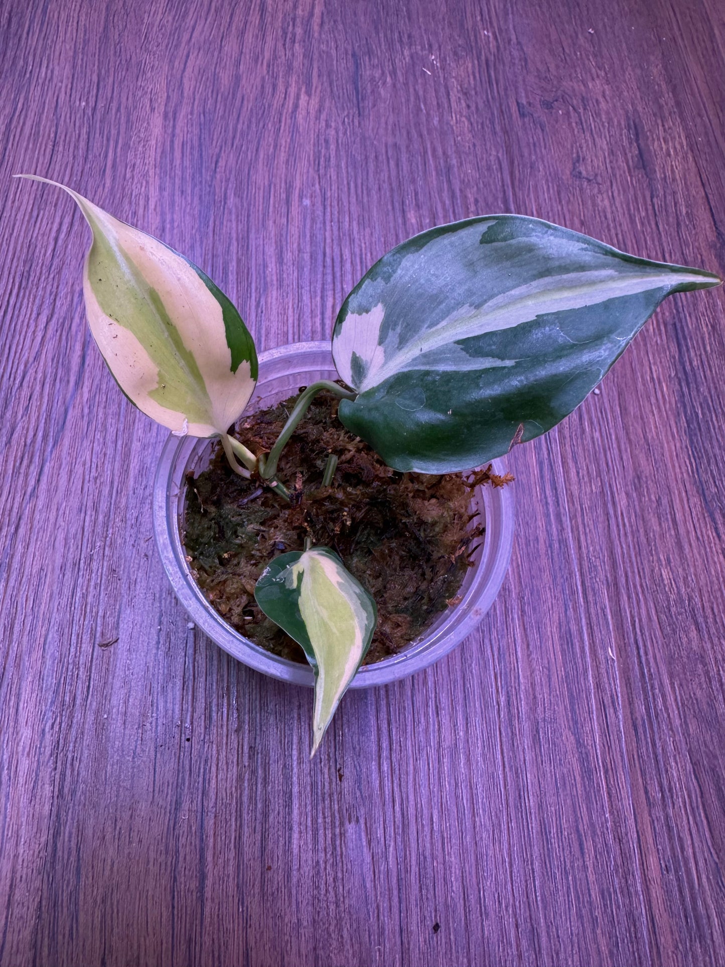 4” Philodendron Gabby