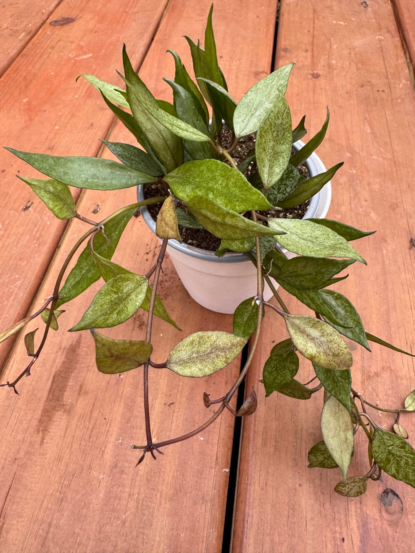 4” Hoya Lacunosa Autumn Blush