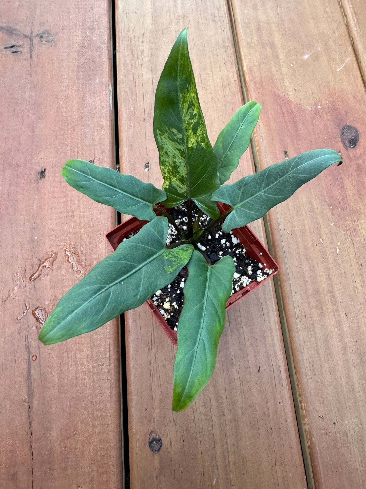 4” Alocasia Lauterbachiana Variegated