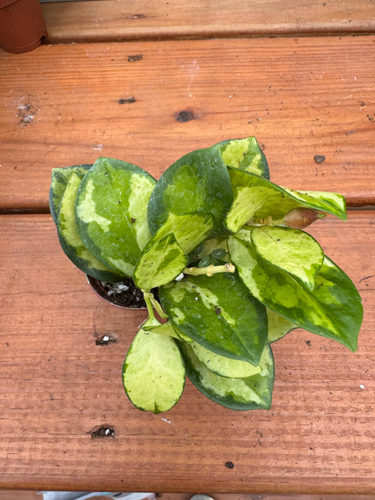 2" Hoya Australis Lisa