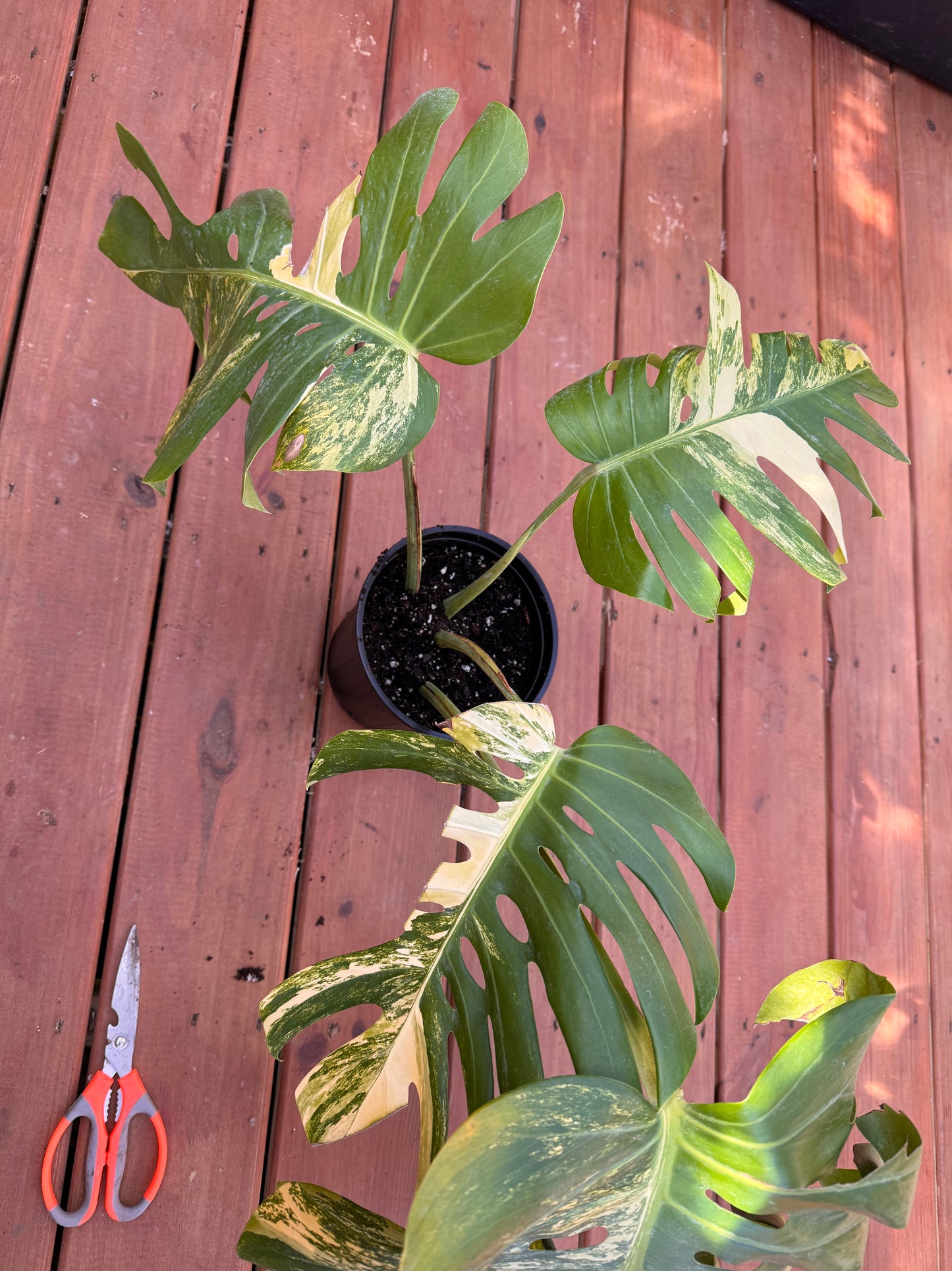 Large Monstera Aurea In A 1 Gallon Pot - LOCAL PICKUP ONLY