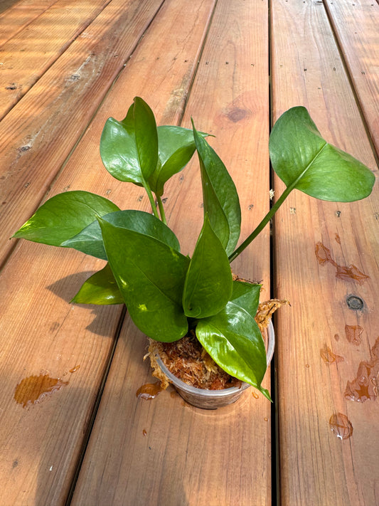 4" Golden Pothos