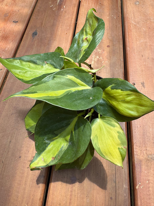 4” Philodendron Brasil