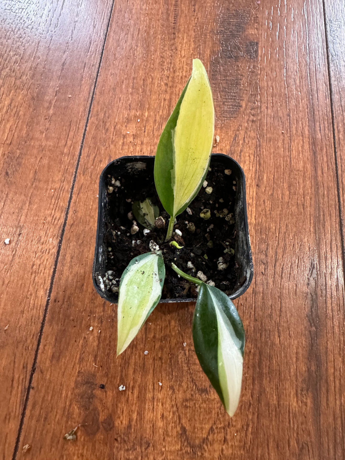 2” Cream Splash Philodendron