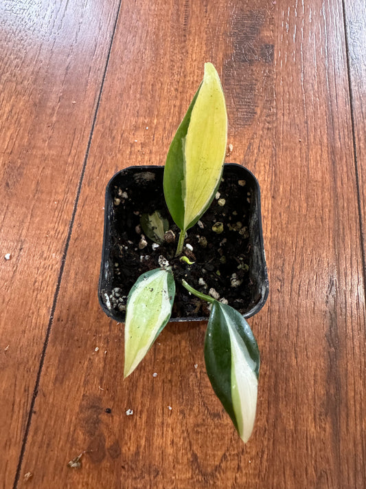 2” Cream Splash Philodendron