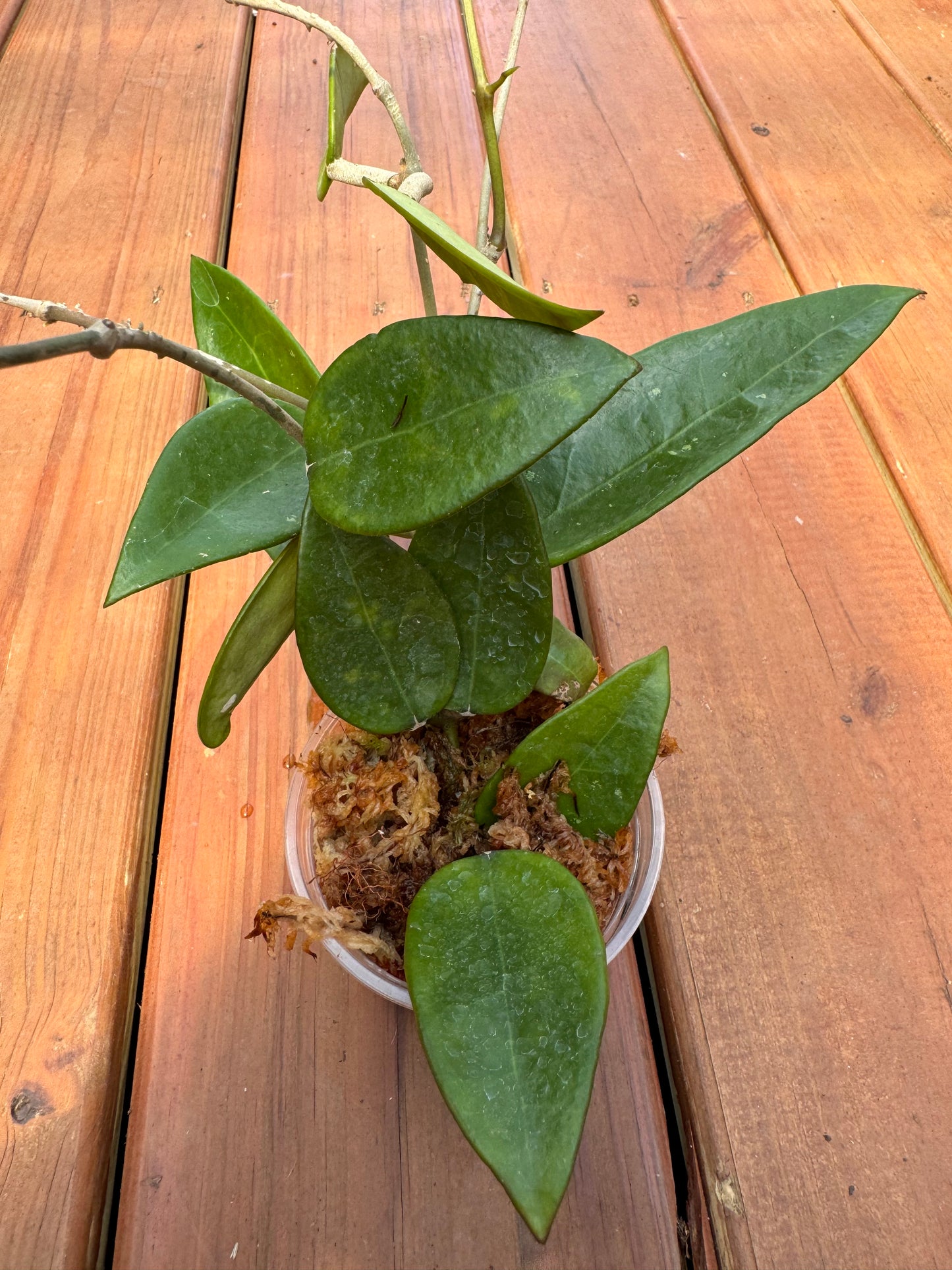 4” Hoya Parasitica Red