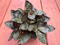 4” Purple Waffle Plant
