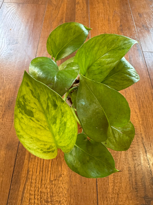 4" Jessenia Pothos