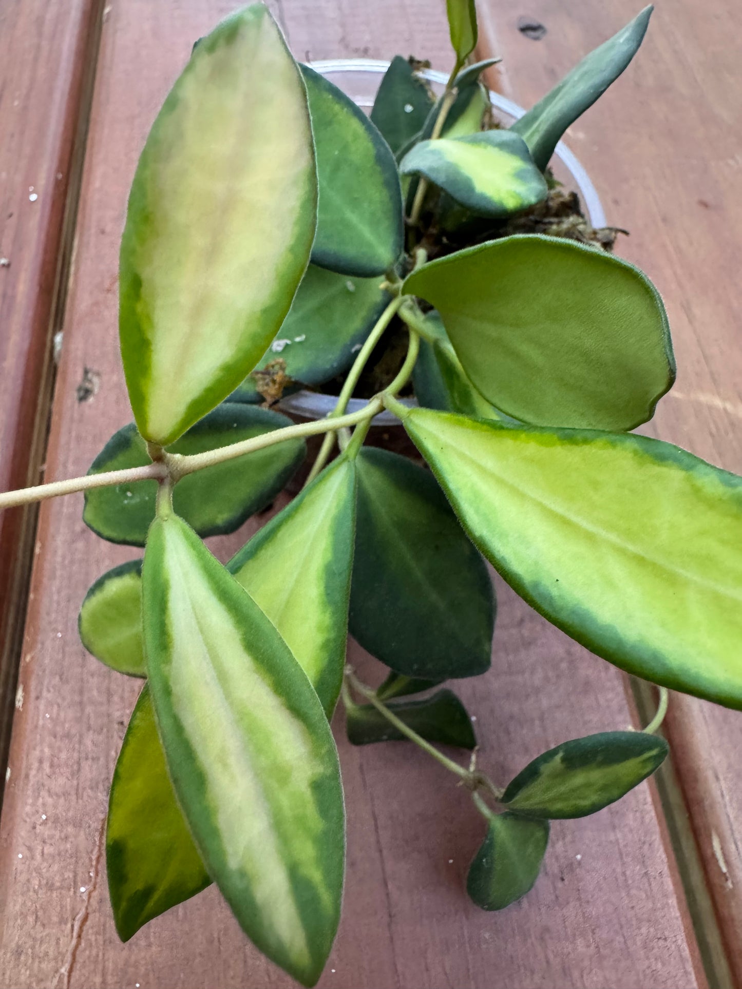 4” Hoya Burtoniae Variegated