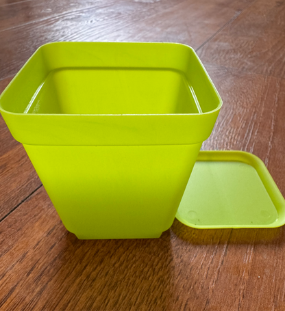 3” Green Pot With Tray