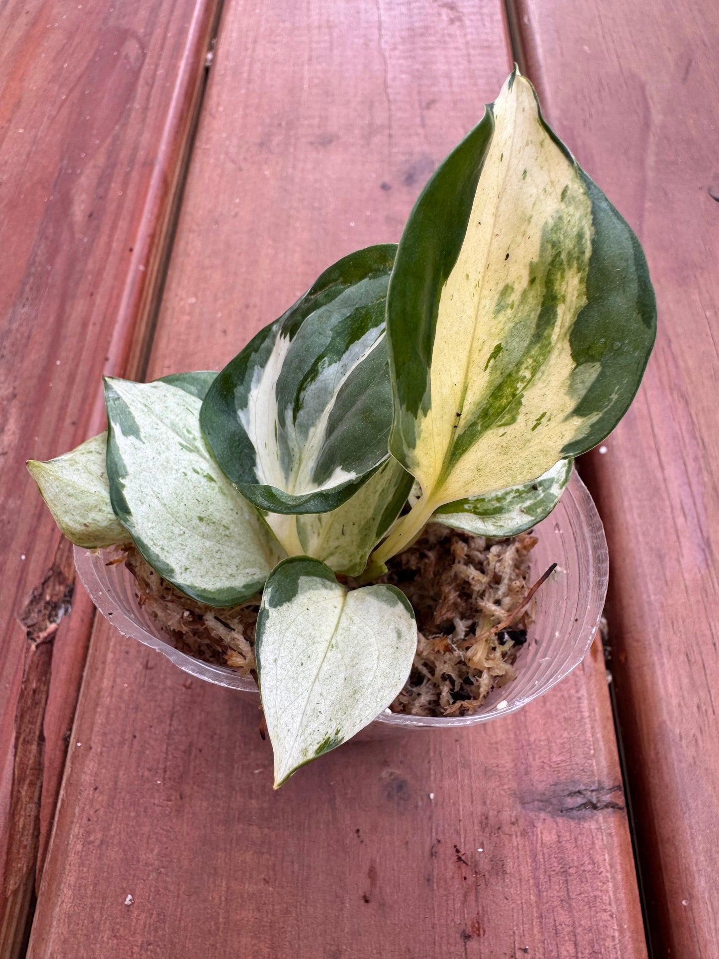 Manjula Pothos in 4-inch pot with heart-shaped leaves swirled in green, white, and silver variegation, trailing pothos houseplant