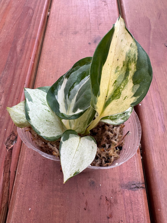 Manjula Pothos in 4-inch pot with heart-shaped leaves swirled in green, white, and silver variegation, trailing pothos houseplant