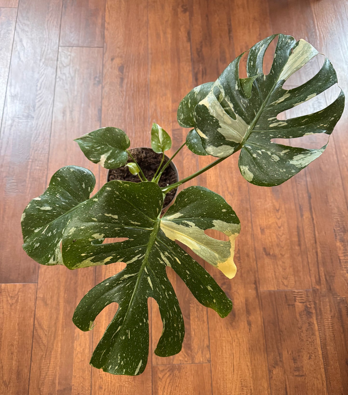 6” Large Monstera Thai Constellation - Local Pickup Only