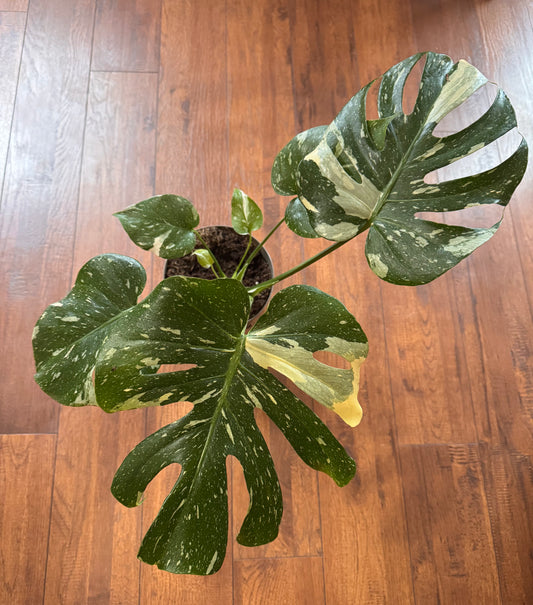 6” Large Monstera Thai Constellation - Local Pickup Only