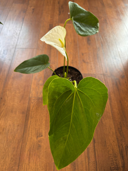 6” Anthurium Andraeanum White