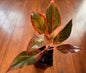 6” Aglaonema Siam Red