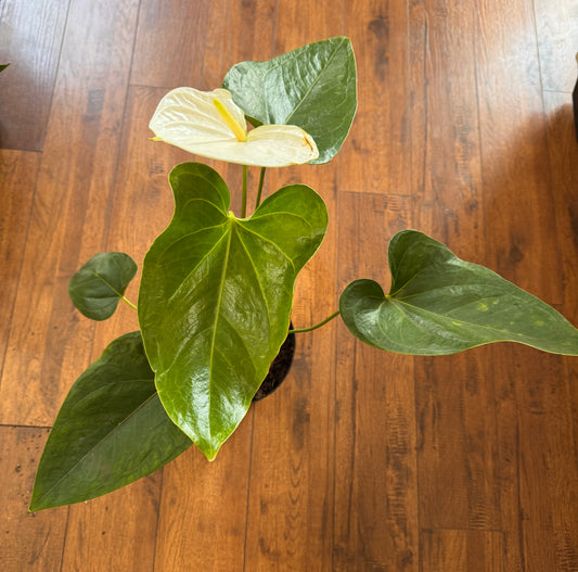 Anthurium Andraeanum White In A 1 Gallon Pot