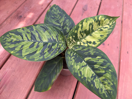 5” Homalomena Camouflage