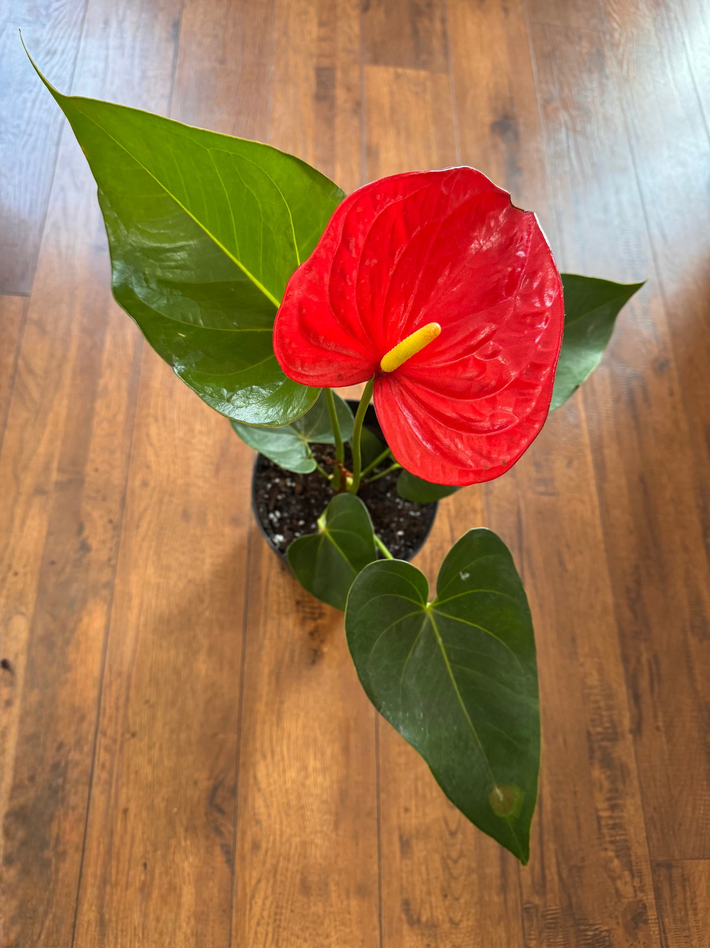 Anthurium Andraeanum Red In A 1 Gallon Pot