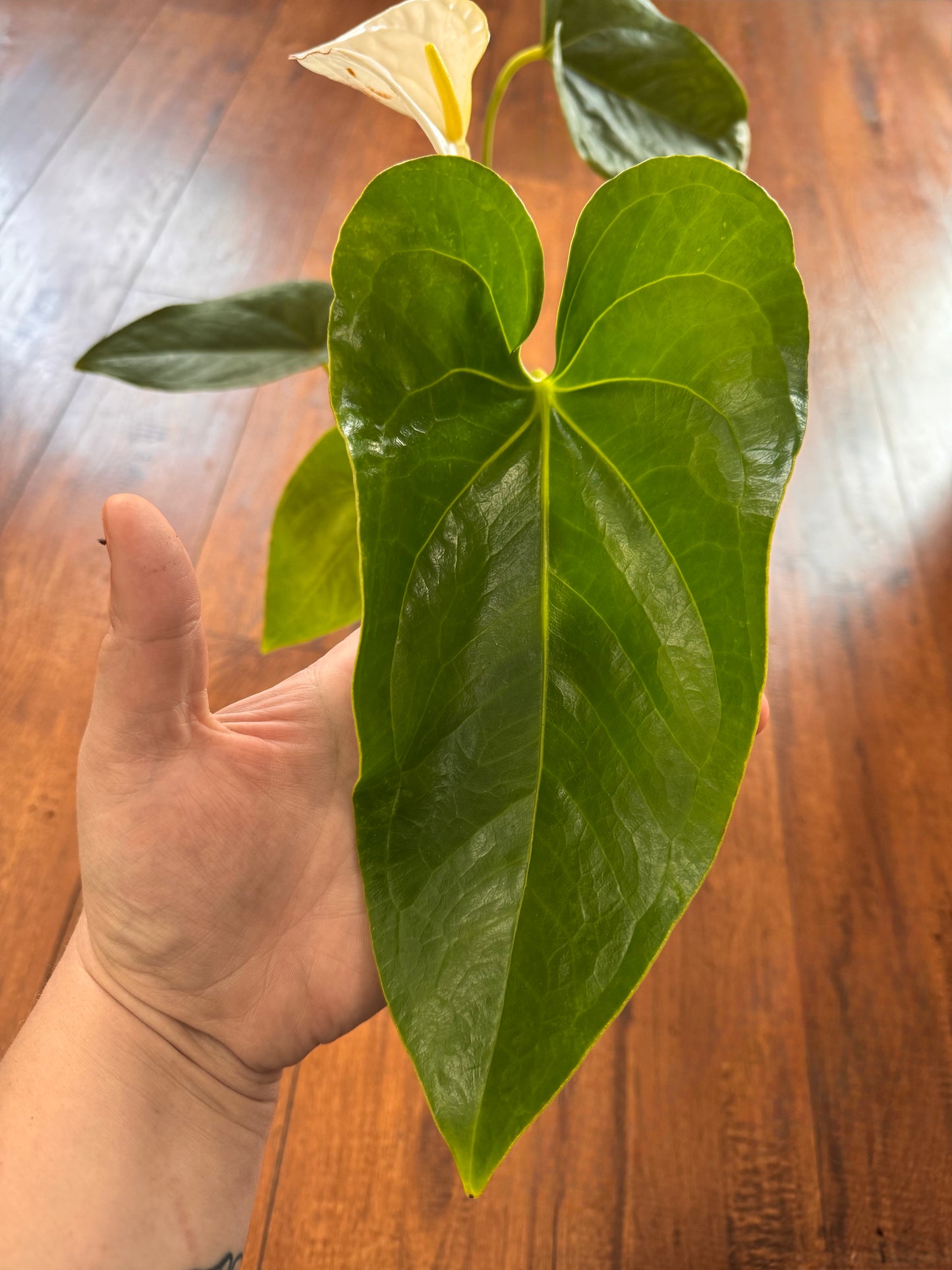 6” Anthurium Andraeanum White