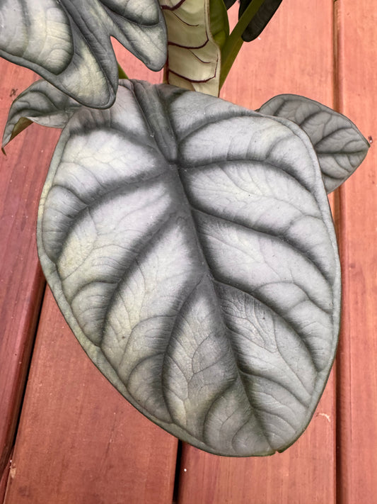 Alocasia Silver Dragon in 5-inch pot with silver shield-shaped leaves and bold dark green veining, jewel Alocasia houseplant