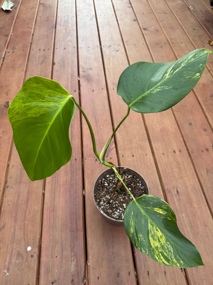 Monstera Aurea in 6-inch pot with large green leaves marbled with yellow variegation and natural fenestrations, climbing tropical houseplant