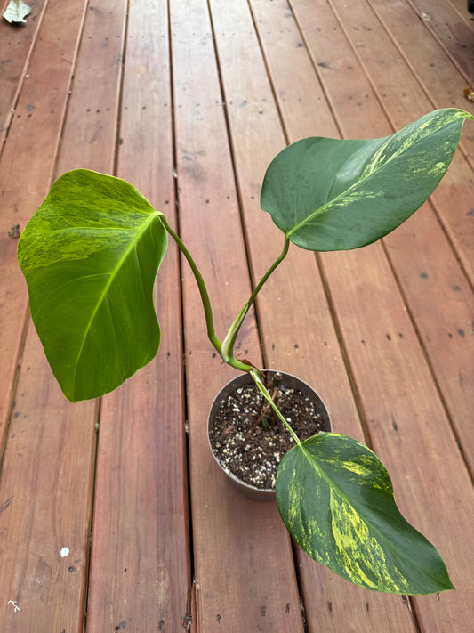 Monstera Aurea in 6-inch pot with large green leaves marbled with yellow variegation and natural fenestrations, climbing tropical houseplant