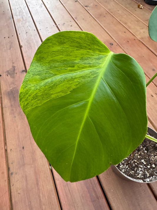 Monstera Aurea in 6-inch pot with large green leaves marbled with yellow variegation and natural fenestrations, climbing tropical houseplant