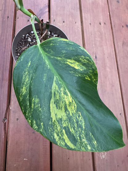 Monstera Aurea in 6-inch pot with large green leaves marbled with yellow variegation and natural fenestrations, climbing tropical houseplant