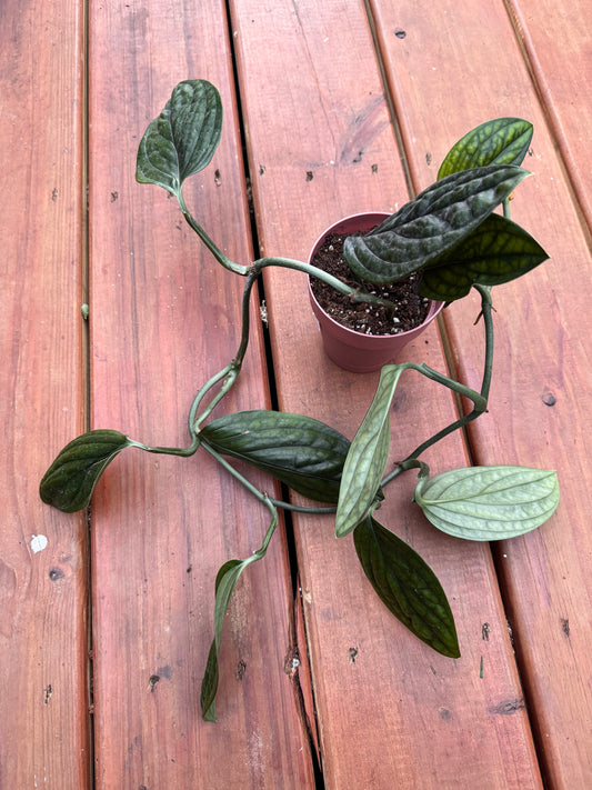 Monstera Peru in 4-inch pot with thick glossy green rippled leaves, climbing tropical houseplant