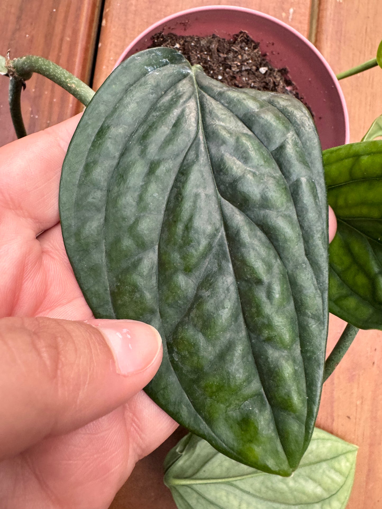 Monstera Peru in 4-inch pot with thick glossy green rippled leaves, climbing tropical houseplant
