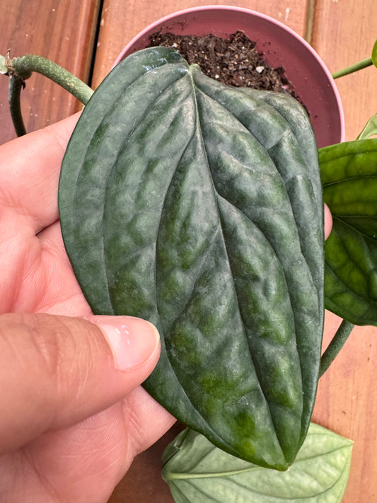 Monstera Peru in 4-inch pot with thick glossy green rippled leaves, climbing tropical houseplant