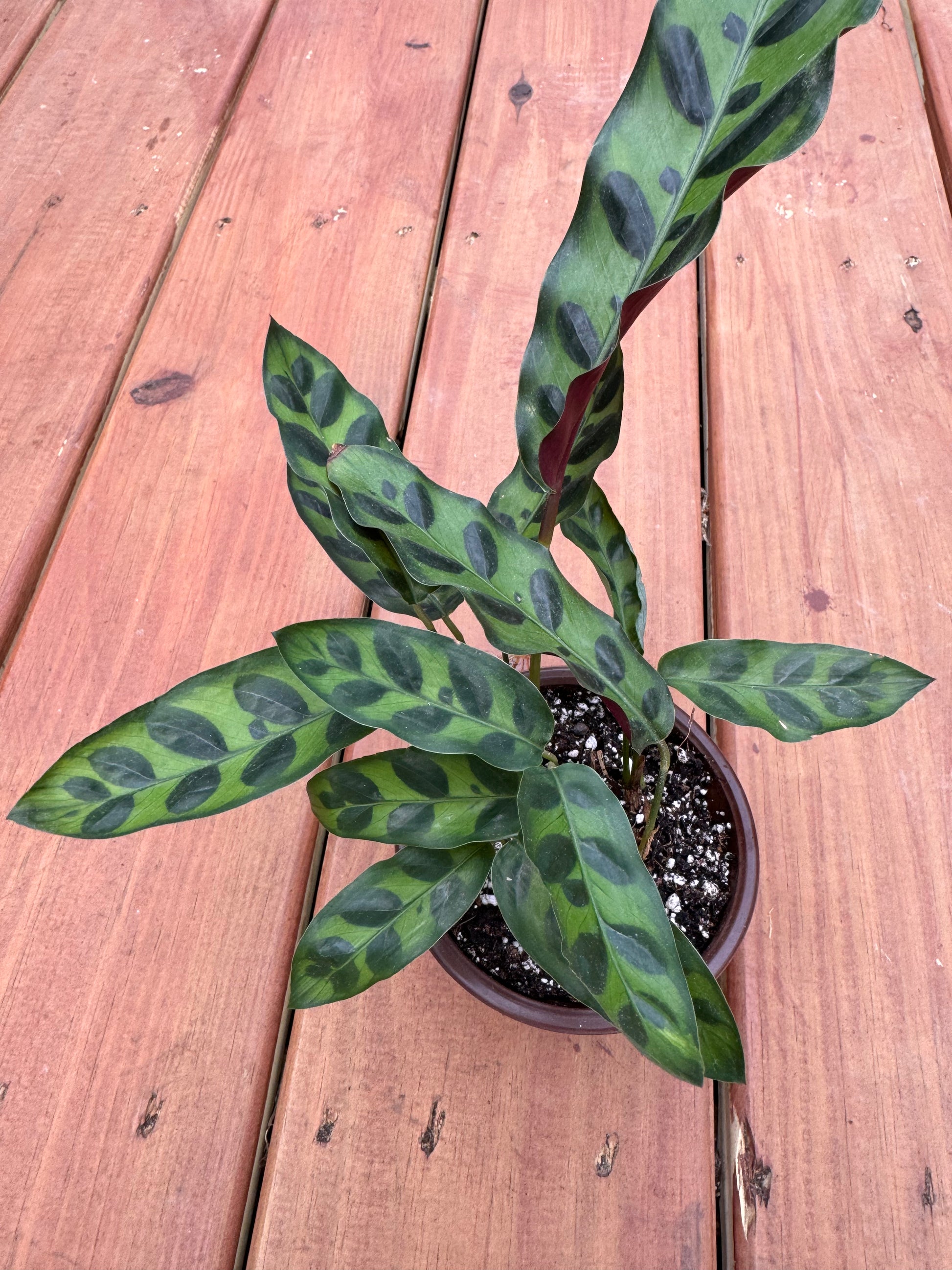 4” Calathea Lancifolia “Rattlesnake” Roxel Roots