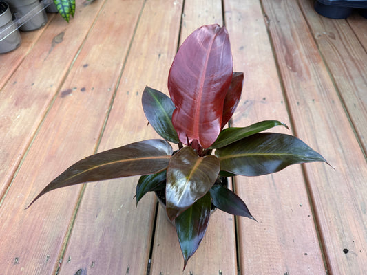5” Philodendron Sun Red