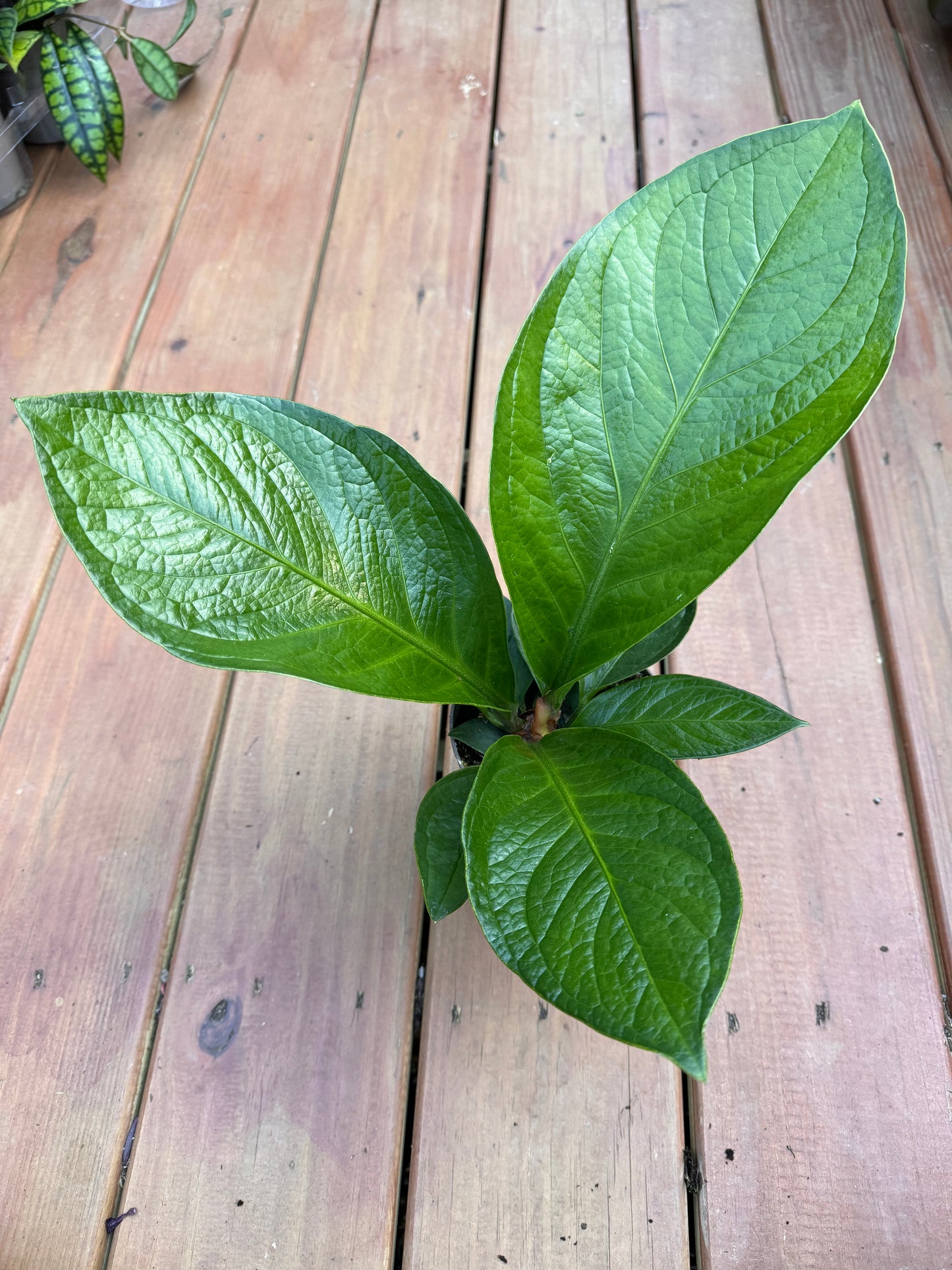 5” Anthurium Jenmanii