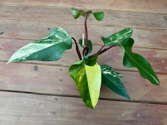 4” Philodendron Strawberry Shake