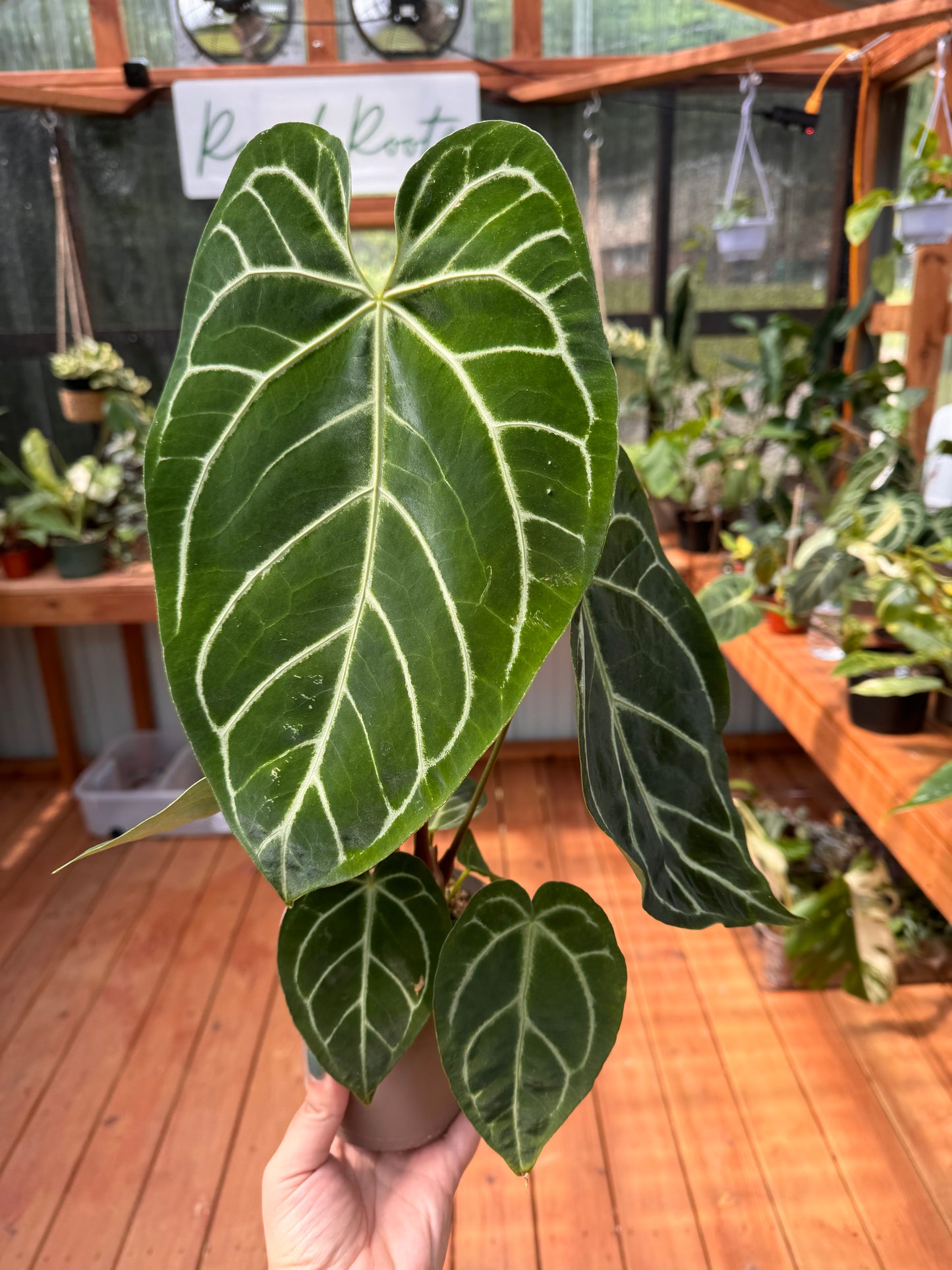 5” Anthurium Regale X Crystallinum Hybrid