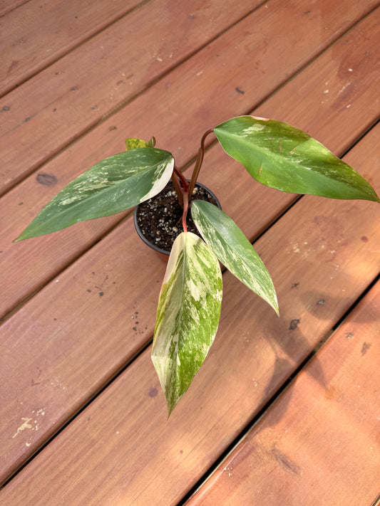 4” Strawberry Shake Philodendron
