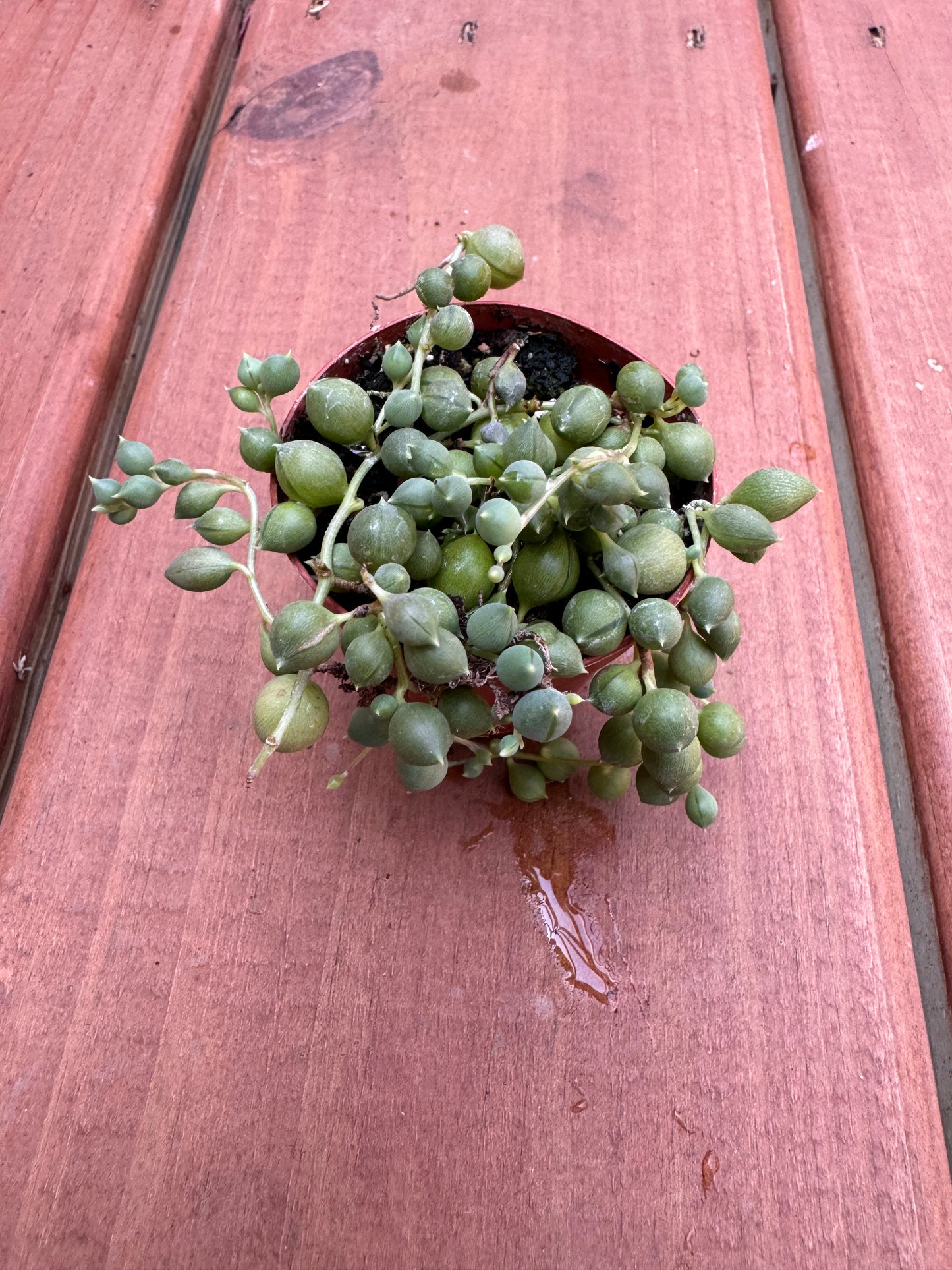 2” String of Pearls