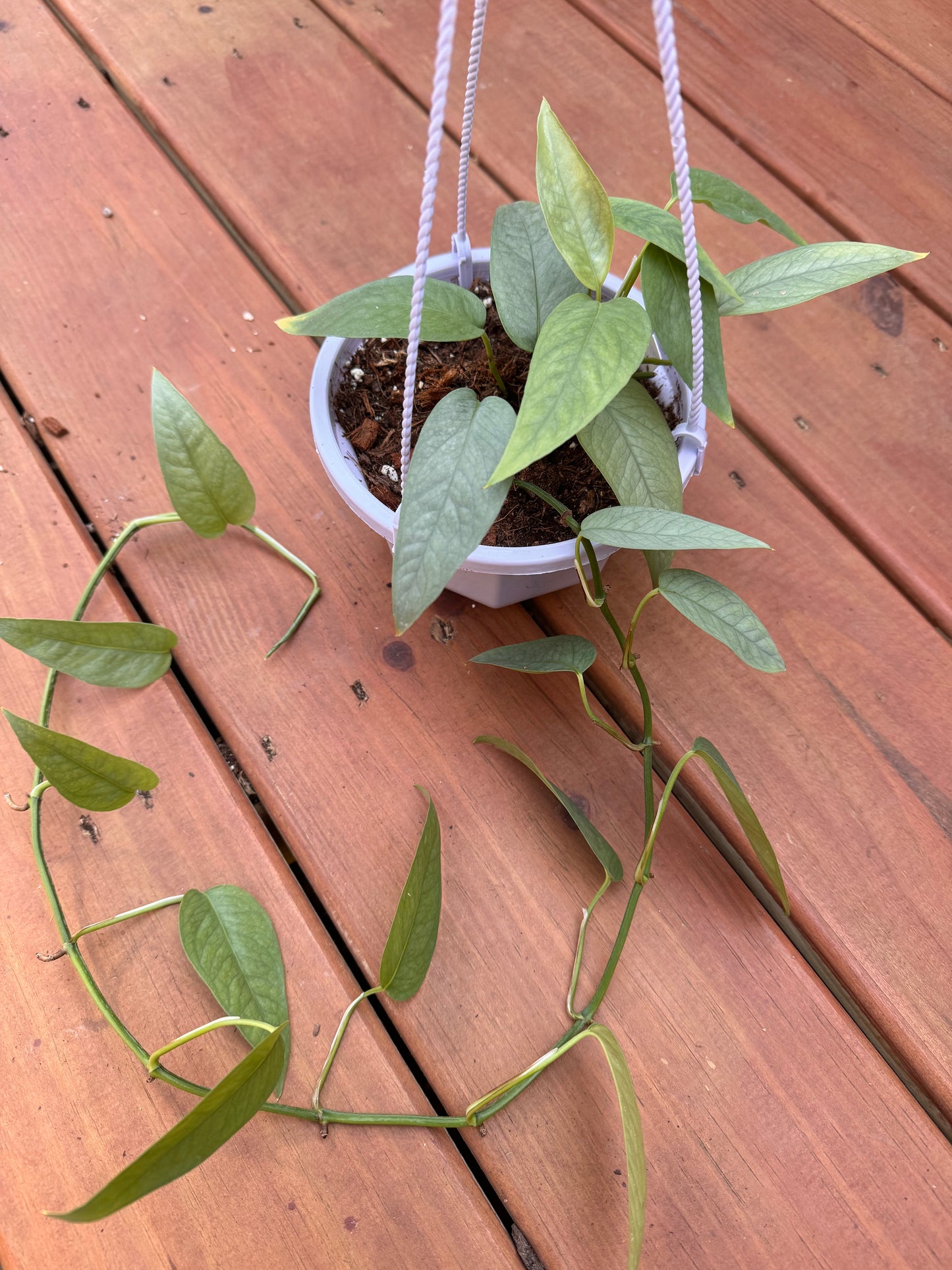 5” Cebu Blue Hanging Basket