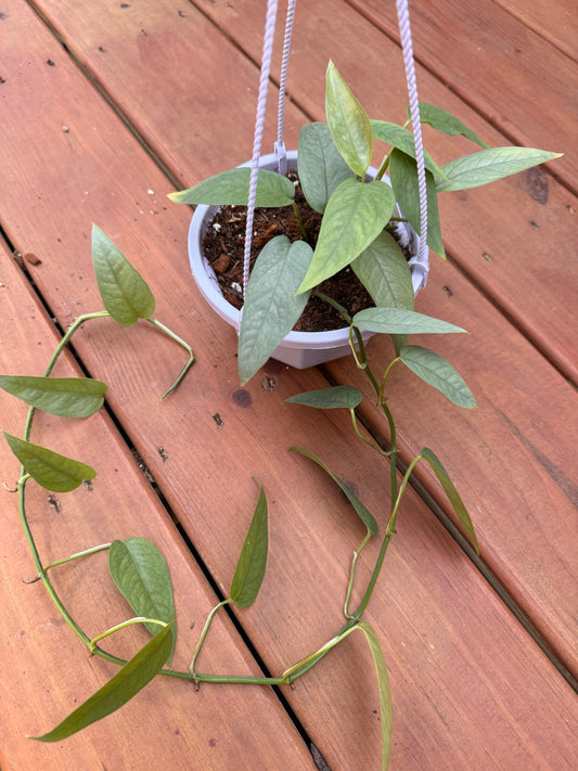 5” Cebu Blue Hanging Basket