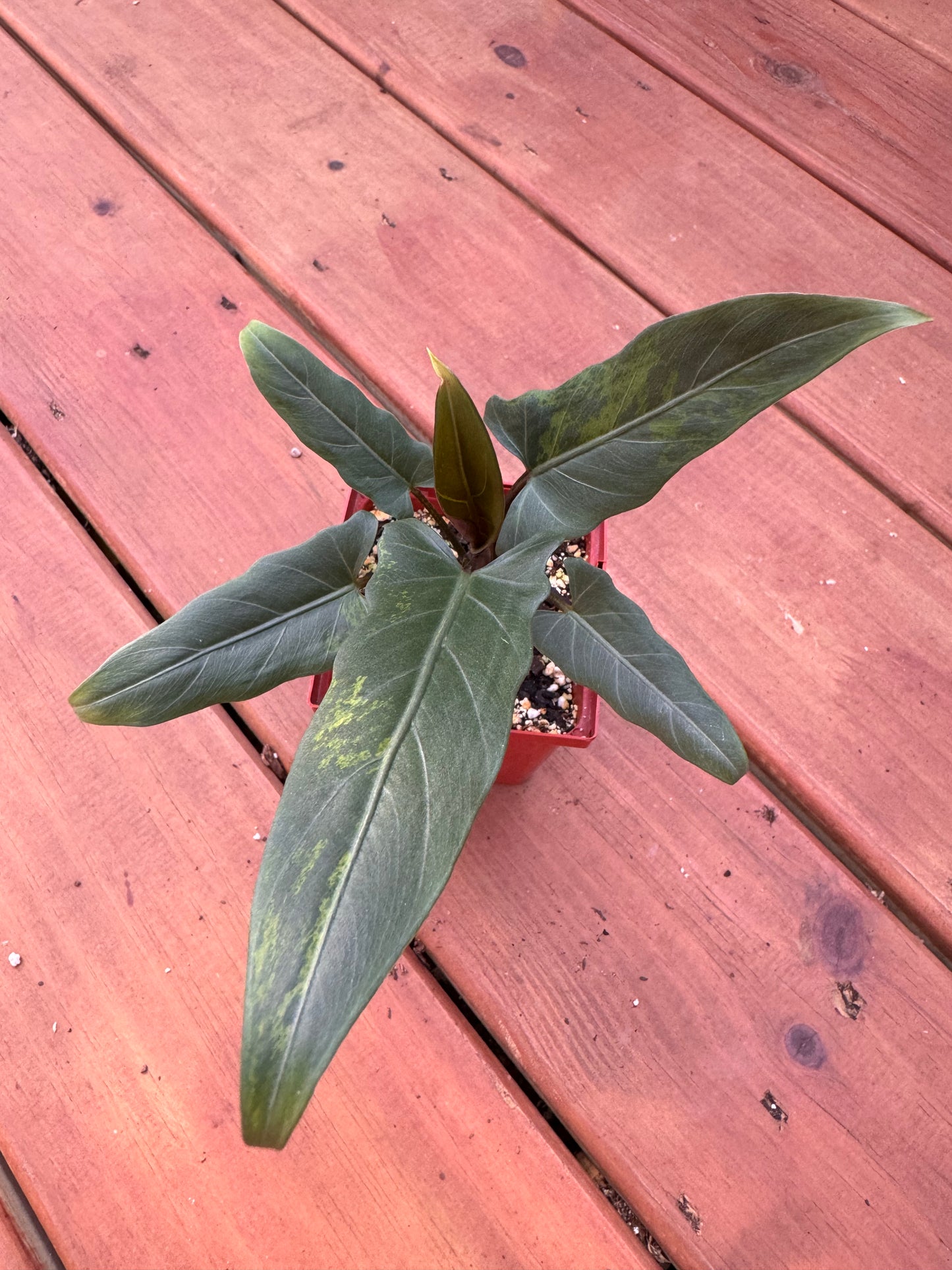 4” Alocasia Lauterbachiana Variegated