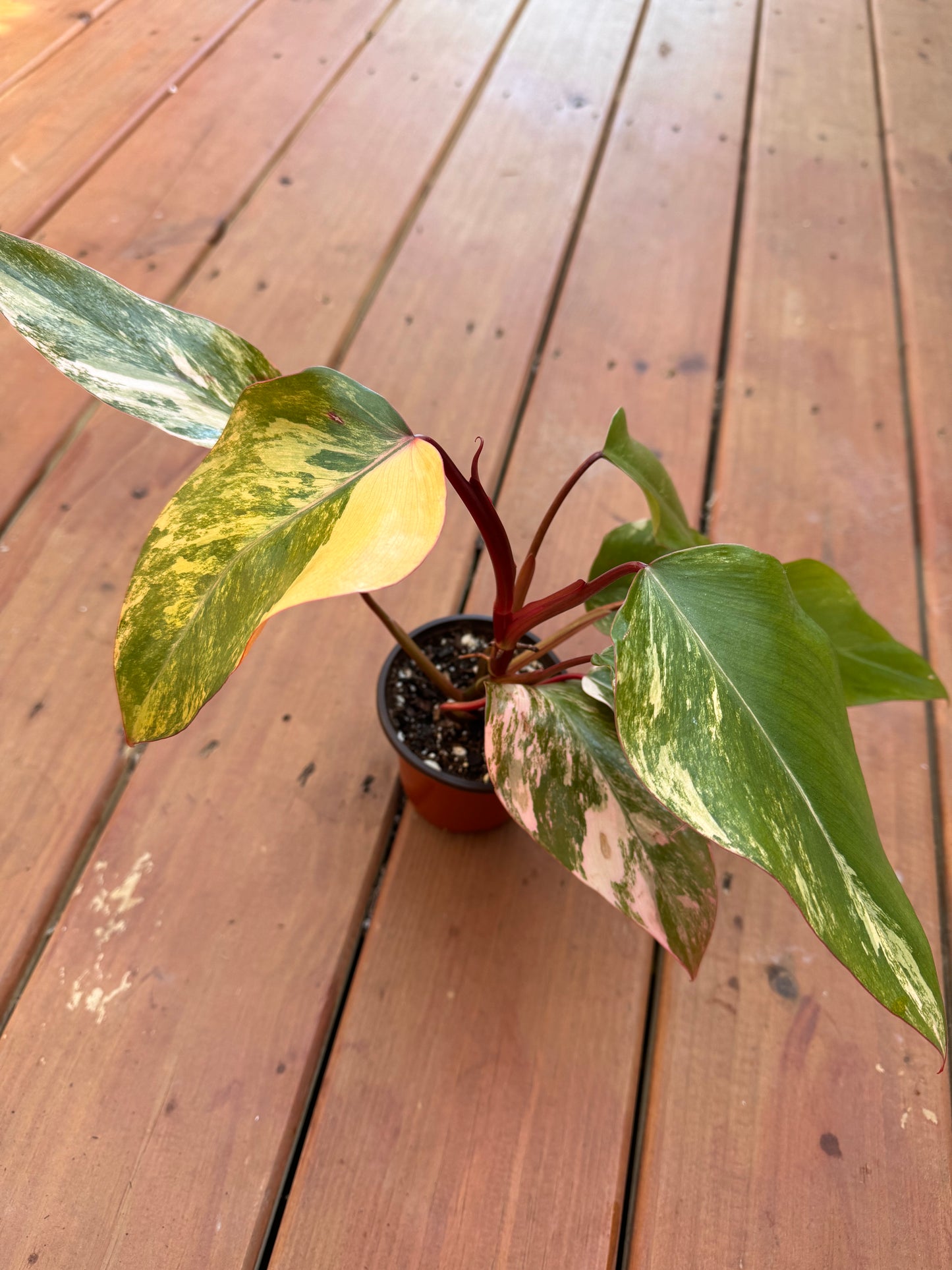 4” Strawberry Shake Philodendron